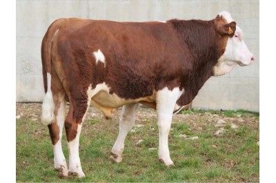 Taureau UNDIZ MS