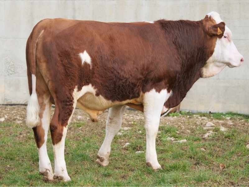 Taureau UNDIZ MS