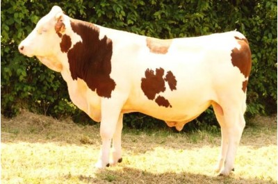 L6 - TSONGA MS