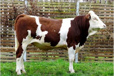 C1 - TBOPINO MS
