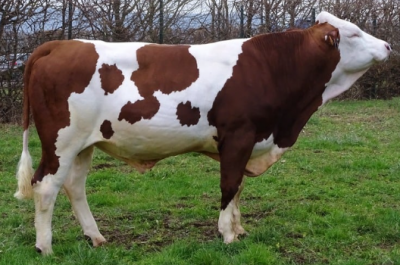 L3 - URUGUAY MS