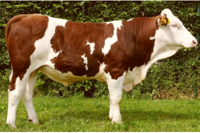L2 - NOEL MS