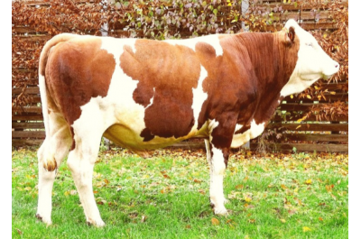 L3 - SEMINOS MS