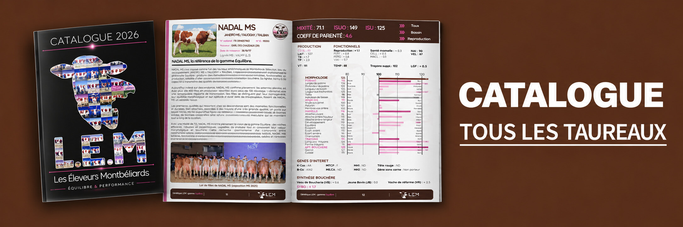 Catalogue taureaux