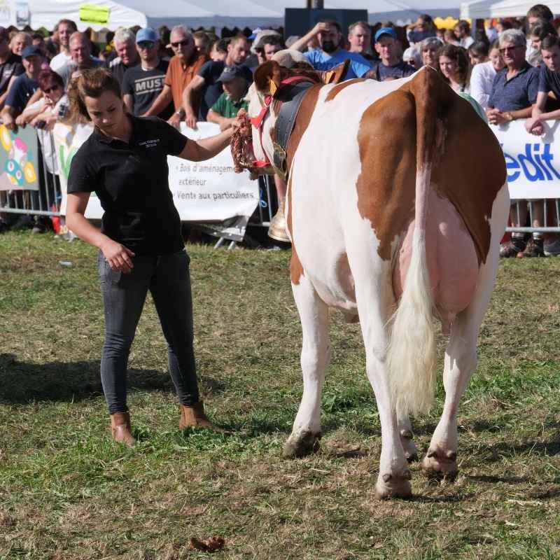 meneuse avec vache Montbéliarde lors d'un comice