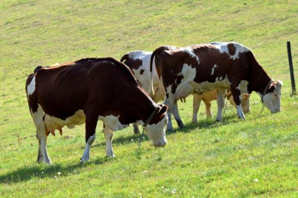 vaches-montbéliardes-qui-broutent-dans-champs