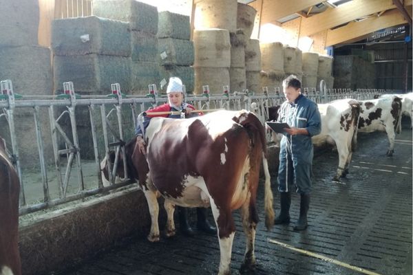 pointeurs-montbéliarde-association-observation-vache-montbéliarde