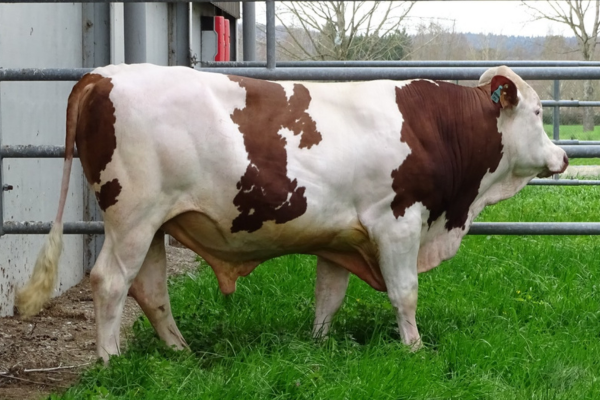 taureau-montbéliard-teasing-MS