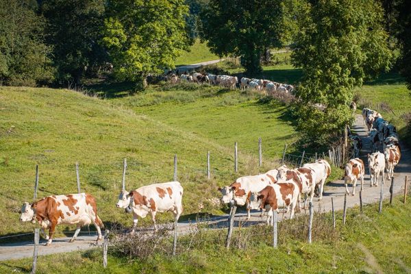 troupeau-vaches-montbéliardes-qui-marche-sur-une-route