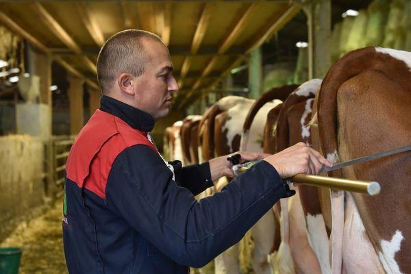 pointeur-montbéliarde-association-qui-toise-une-vache