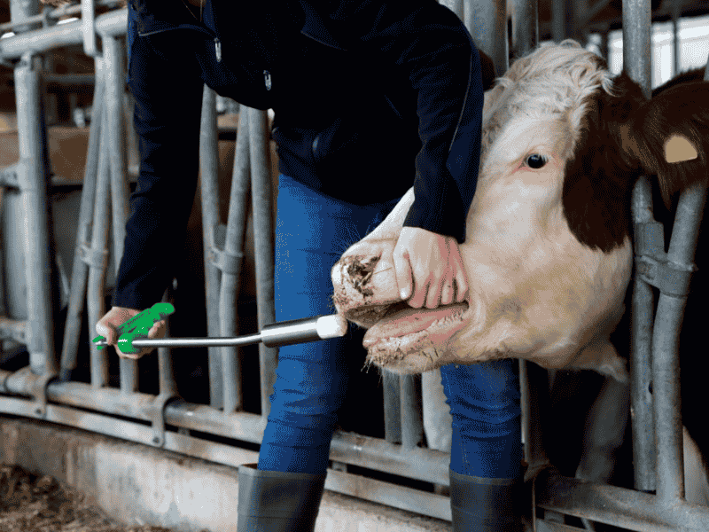eleveur-lance-bolus-vache