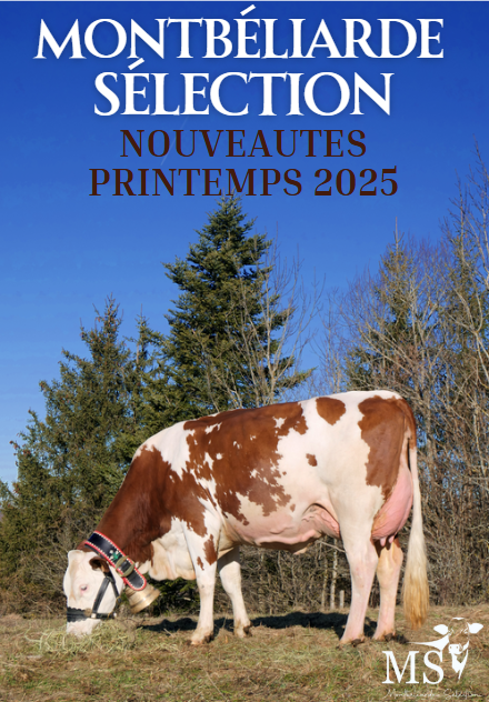 Catalogue MS des nouveautés Printemps 2025