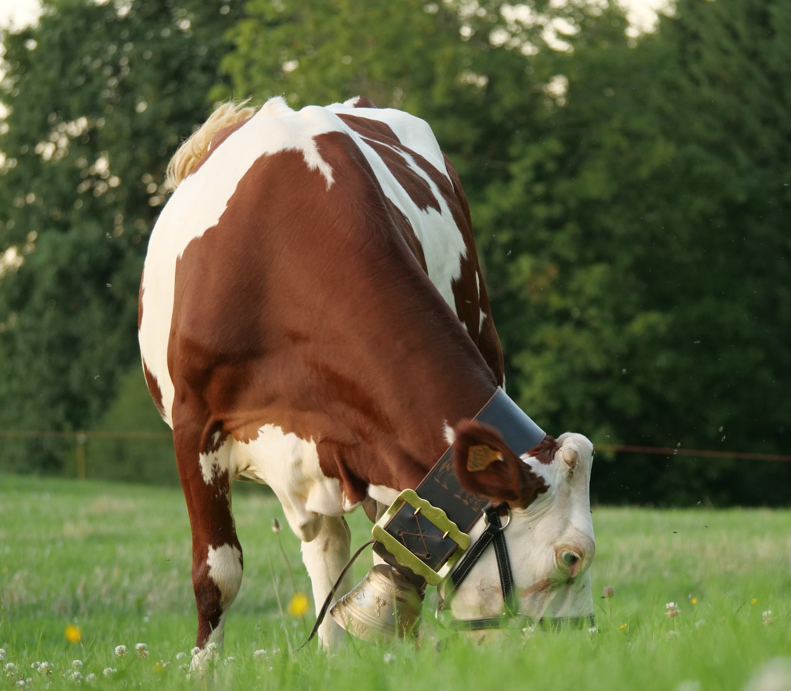 vache Montbéliarde qui pâture dans un champs