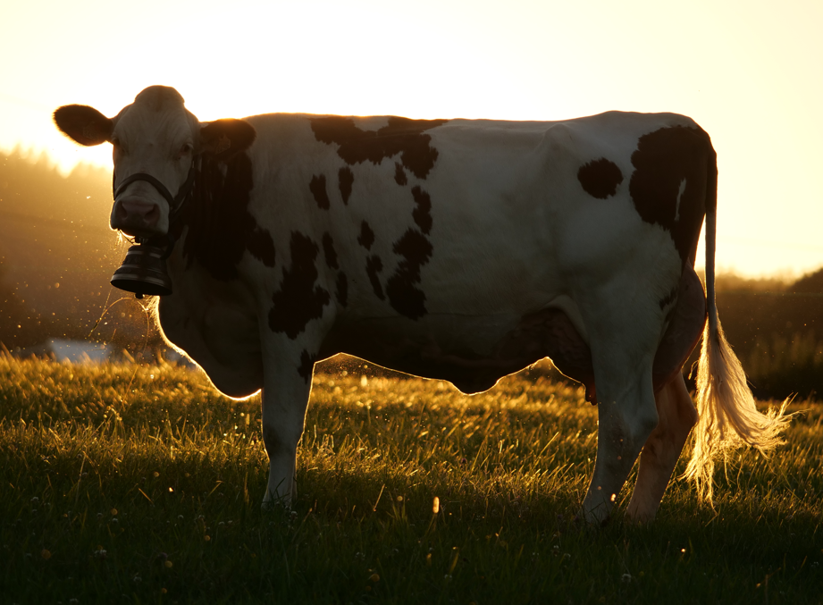 Vache montbéliarde et couché de soleil